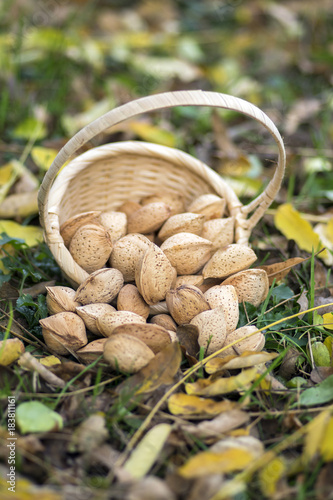 Group of almonds spilled in the grass and autumn leaves, small wicker basket