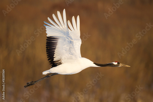 Fotografía Japanese red head Tancho cranes in Hokkaido, Japan