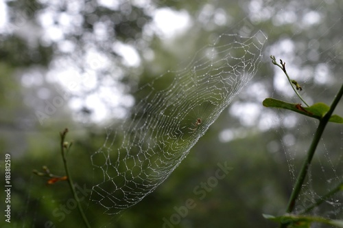 spider web with rain drops