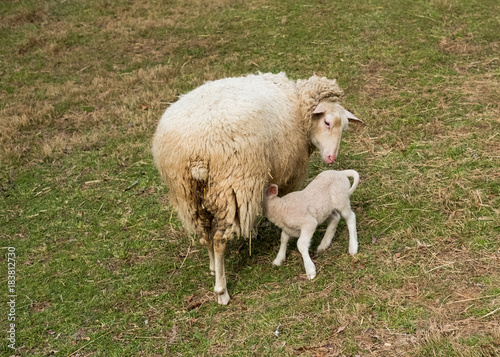 Lamb Nursing from Mother Sheep