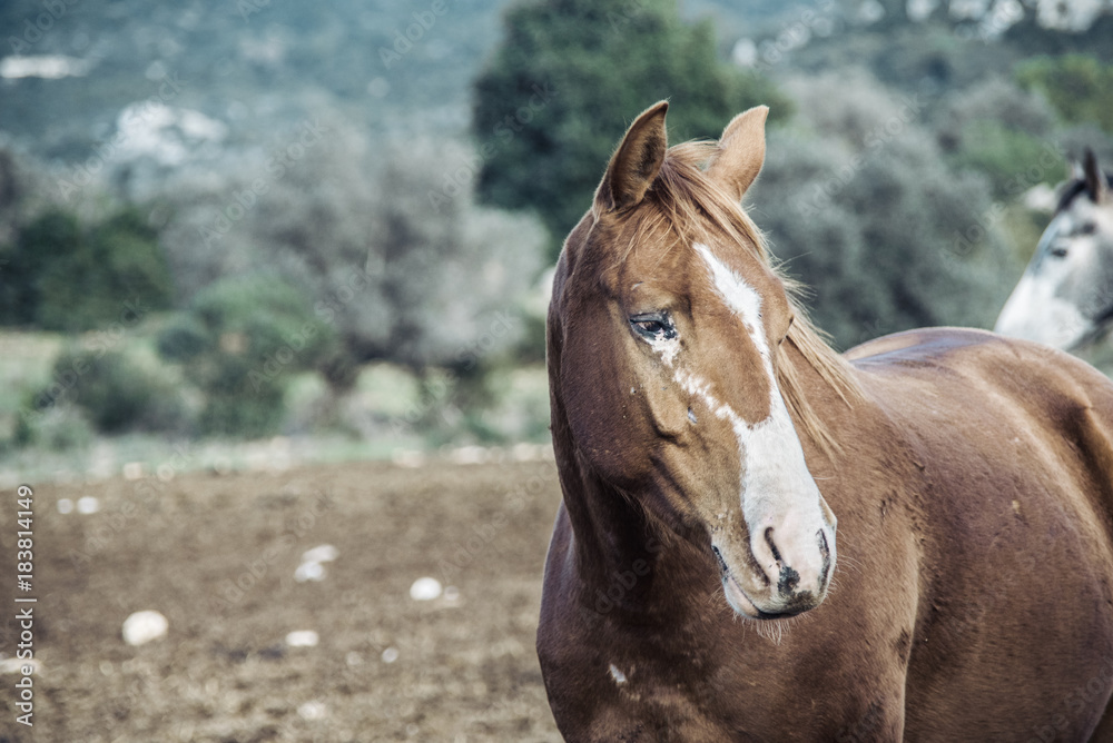 Obraz premium Isolated brown horse looking aside