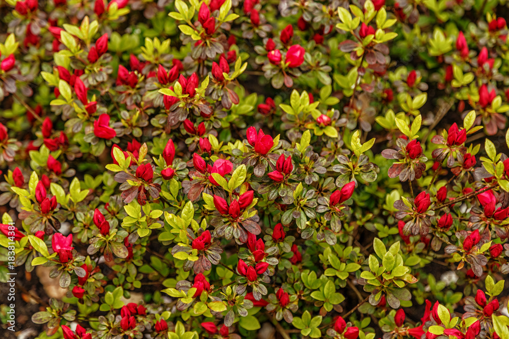 Obraz premium Floral background of azalea (rhododendron)