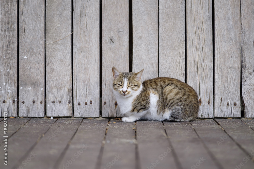 Fototapeta premium Cat on wooden floor 2