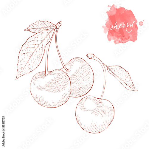 Ripe red cherries: two cherries and one cherry with a leaf. Hand drawn harvest sketch set.  Engraved drawing. Design elements for banner, cover, label, package, promote.