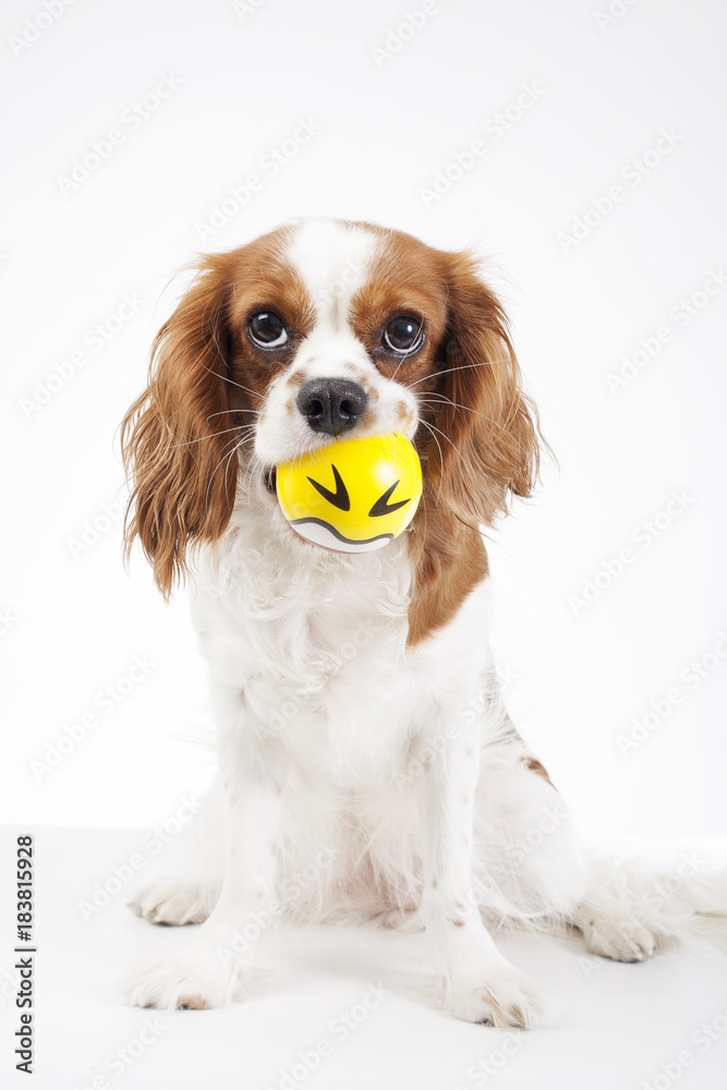 Cute cavalier king charles spaniel dog puppy on isolated white studio background. Dog puppy with ball. Cute.