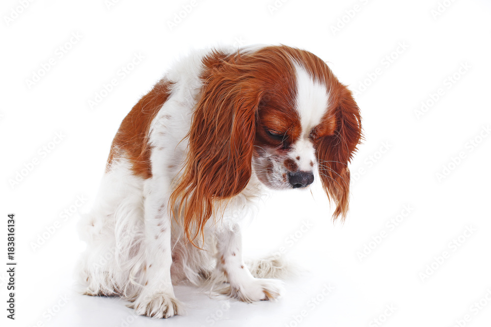 Cute sad dogcavalier king charles spaniel dog puppy on isolated white studio background. Dog puppy with sad face. Abandoned lonely puppy.