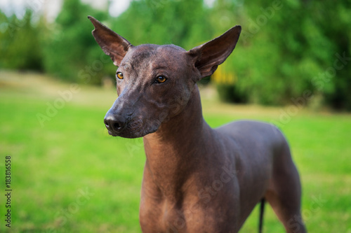 фотографія Close up portrait One Mexican hairless dog (xoloitzcuintle, Xolo)  on a backgrou