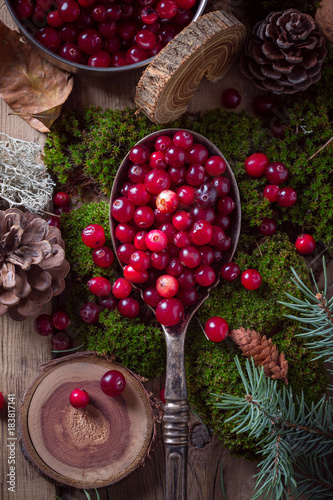  cranberry berries in a large spoon and moss