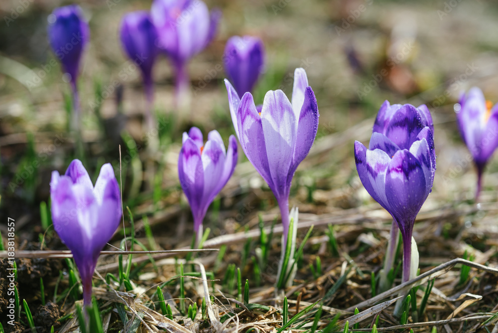 Macro photo of sunlit purple crocus flowers in spring Macro photo of sunlit purple crocus flowers in spring