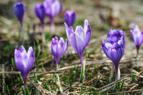 Macro photo of sunlit purple crocus flowers in spring