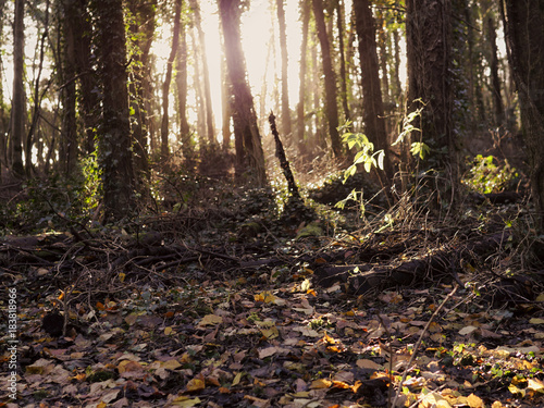 Autumn sun shining in a forest. ground covered with fallen brown leafs.