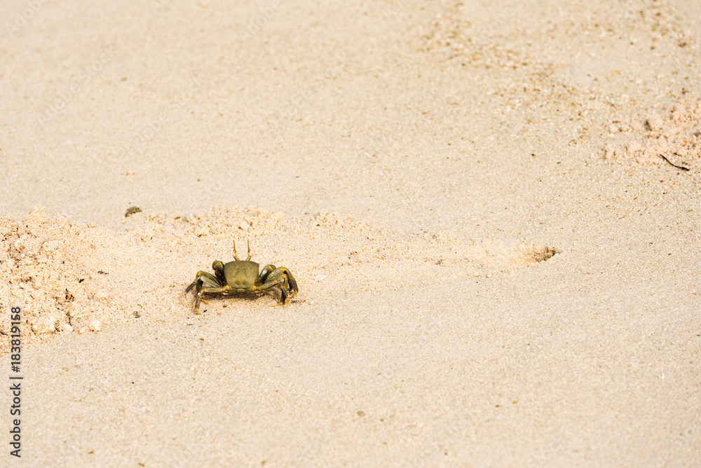 Obraz premium Crab on a sandy beach, Maldives, Indian Ocean. Copy space for text.