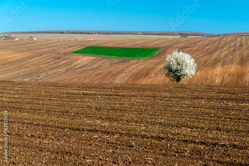 Idyllic rural view of farmland and blossoming tree in the spring - selective focus, copy space