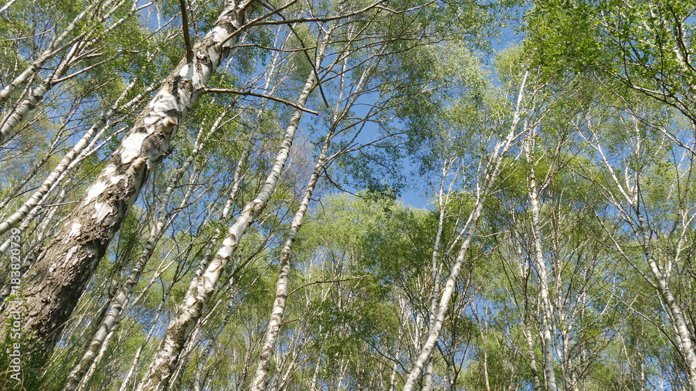 Fototapeta premium Alberi di betulla in montagna