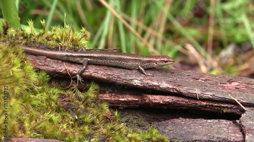 Rainbow Skink in Rainforest on Kauai, Hawaii, Lampropholis delicata  photo