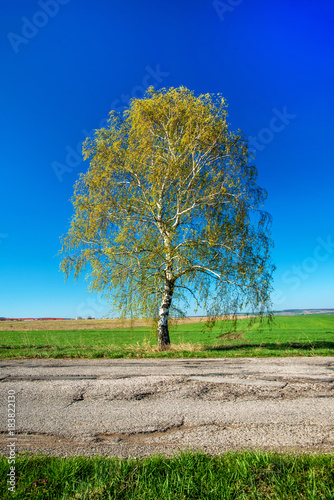 Birch with fresh green leaves next to a country road in spring