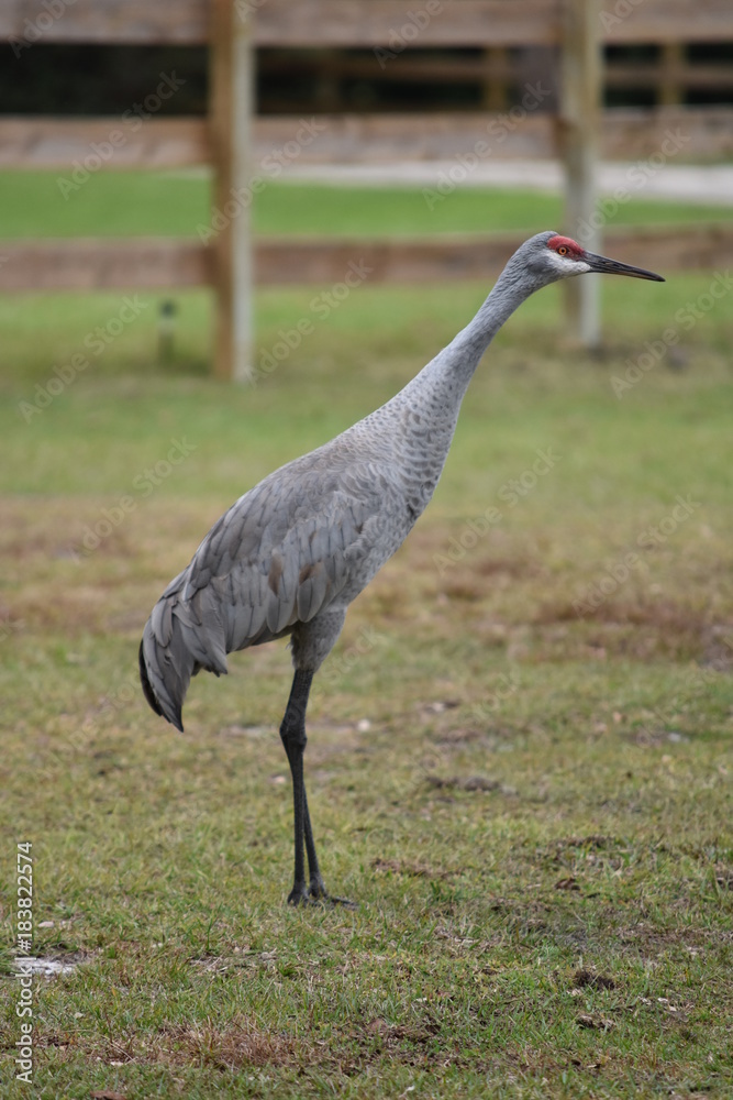 Naklejka premium Florida Sandhill Crane
