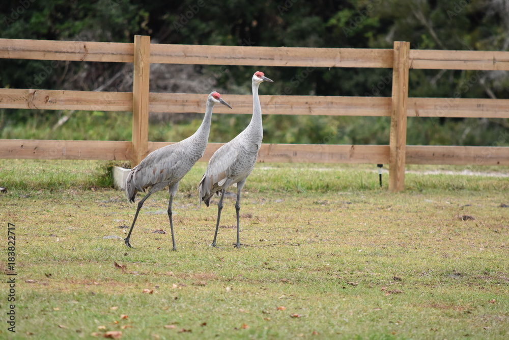 Naklejka premium Florida Sandhill Crane pair