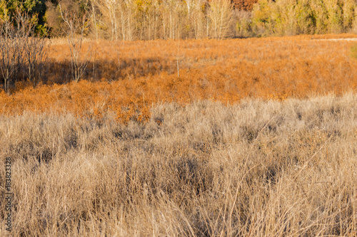 Autumn colors. Multicolor field.