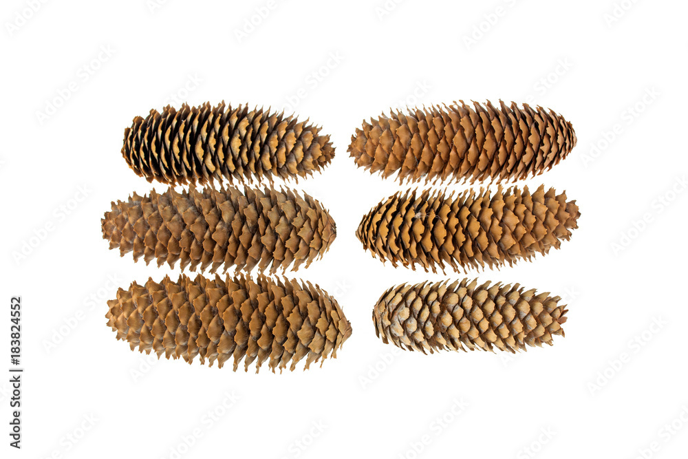 pine cones lot isolated on white background pine cones lot isolated on white background