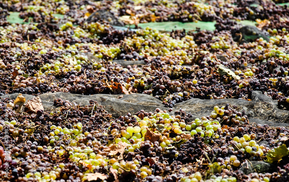 campo pasero campo pasero