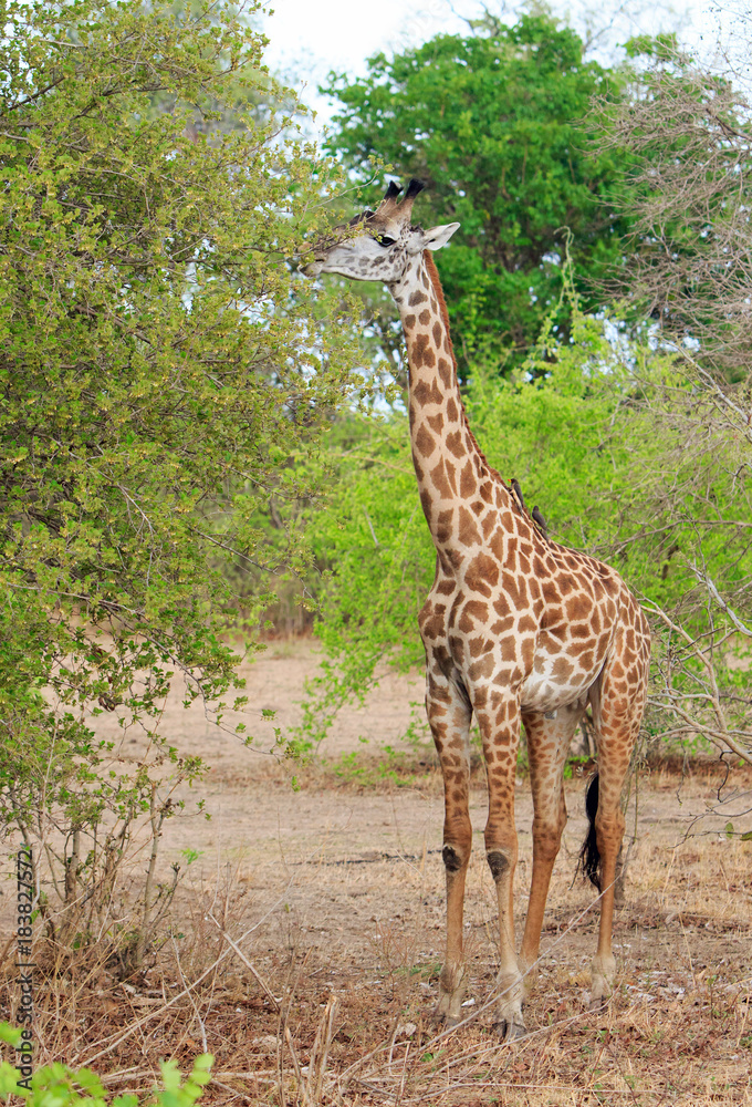 Obraz premium Full Frame Thornicroft Giraffe, (Giraffa camelopardalis), feeding from a succulent green bushwith oxpekers perched on it's neck in south Luangwa National Park, Zambia, Southern Africa