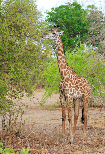 Full Frame Thornicroft Giraffe   Giraffa camelopardalis   feeding from a succulent green bushwith oxpekers perched on it s neck  in south Luangwa National Park  Zambia  Southern Africa