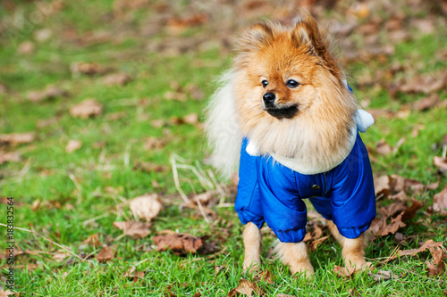 The wear, aggressive spitz dog is walking and barking on the park. Cold autumn time photo