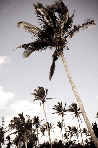 Palm tree