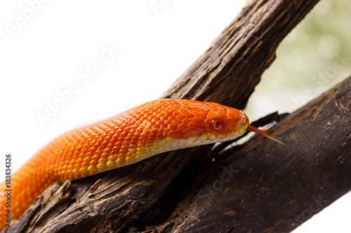 Orange corn snake crawling on a branch and looking forward