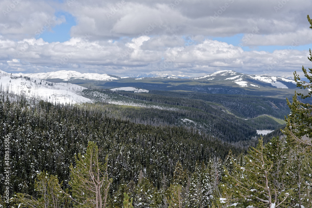 Snow covered trees in Yellowstone National Park