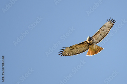 Red Tailed Hawk Flying in a Blue Sky