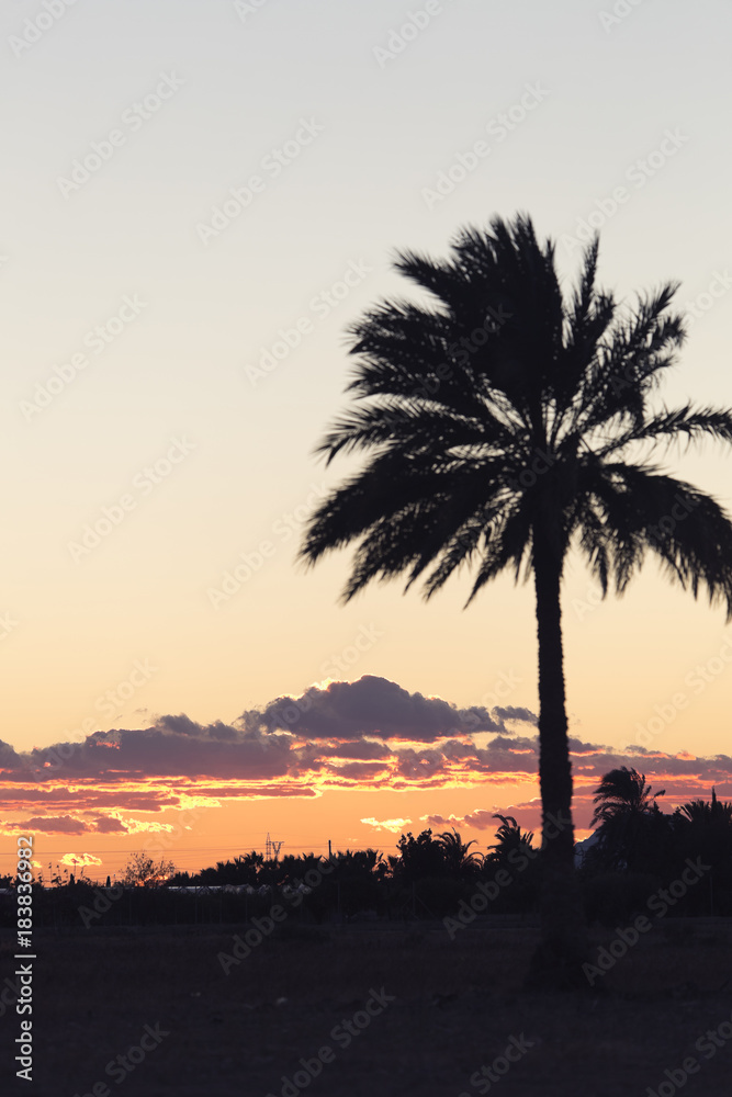 Sunset in Elche with palm trees in the foreground. Sunset in Elche with palm trees in the foreground.