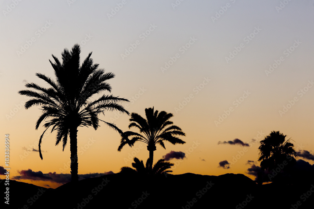 Sunset in Elche with palm trees in the foreground.