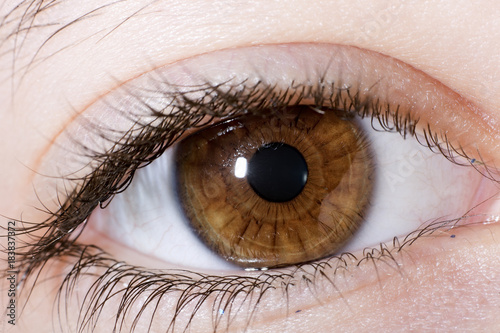 Macrophotography of a brown eye of a girl.