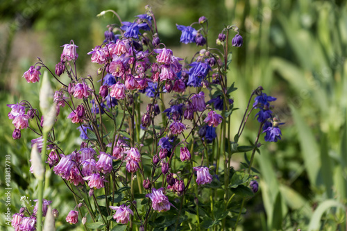 Colombine flowers photo