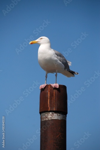 Möve auf Duckdalbe vor blauen Himmel