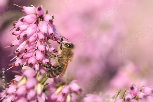 Biene auf Heideblüte mit rosa Bokeh