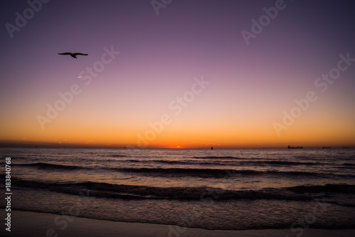 Beautiful sunset on a beach with a seagull in the Netherlands © Thanathar