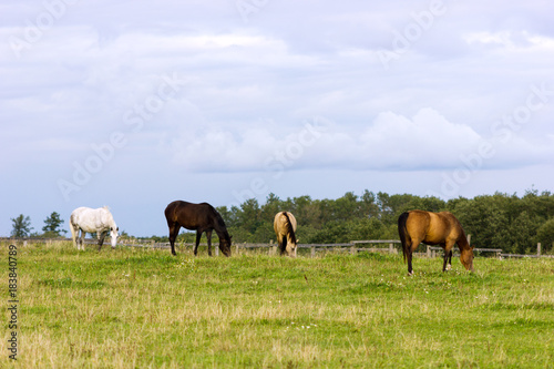 Four horses grazing on a pasture at summer day © svetlanistaya