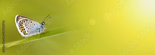 Web banner of a beautiful blue butterfly with copy space