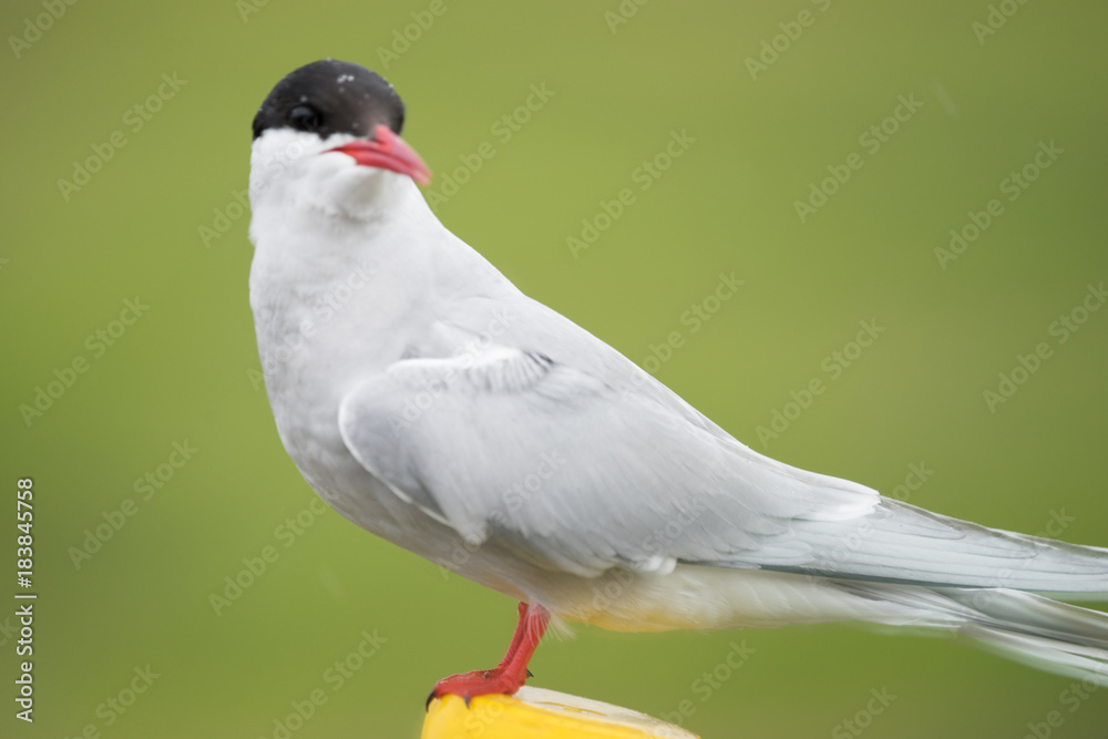 Aggressive Küstenseeschwalbe in den Westfjorden / Island 
