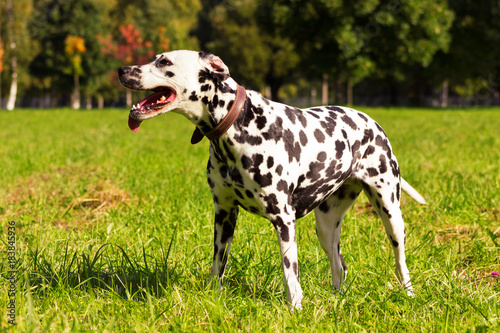 Dalmatian in forest