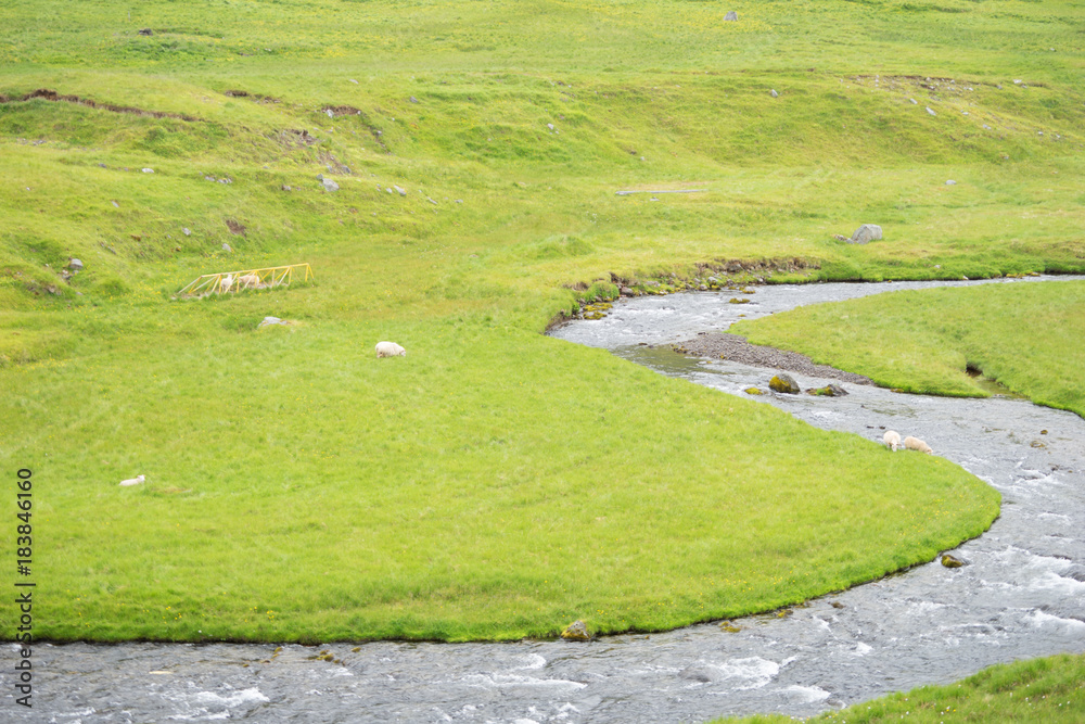 Obraz premium Fluss-Landschaft mit Schafen in den Westfjorden, Island 