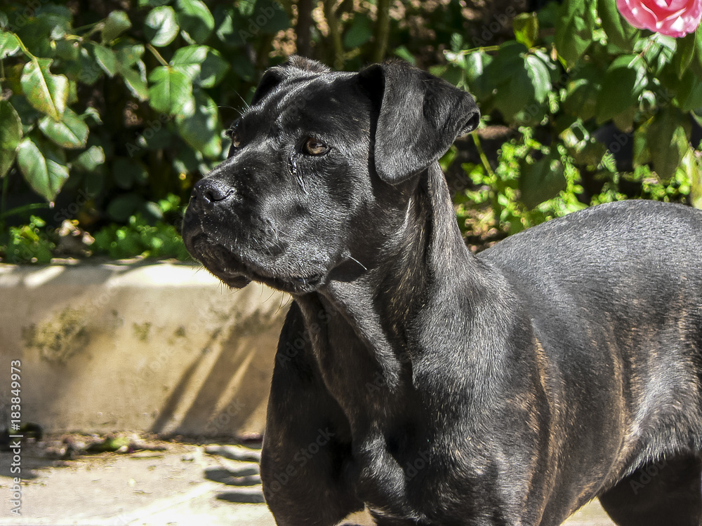 young cane corso pay attention