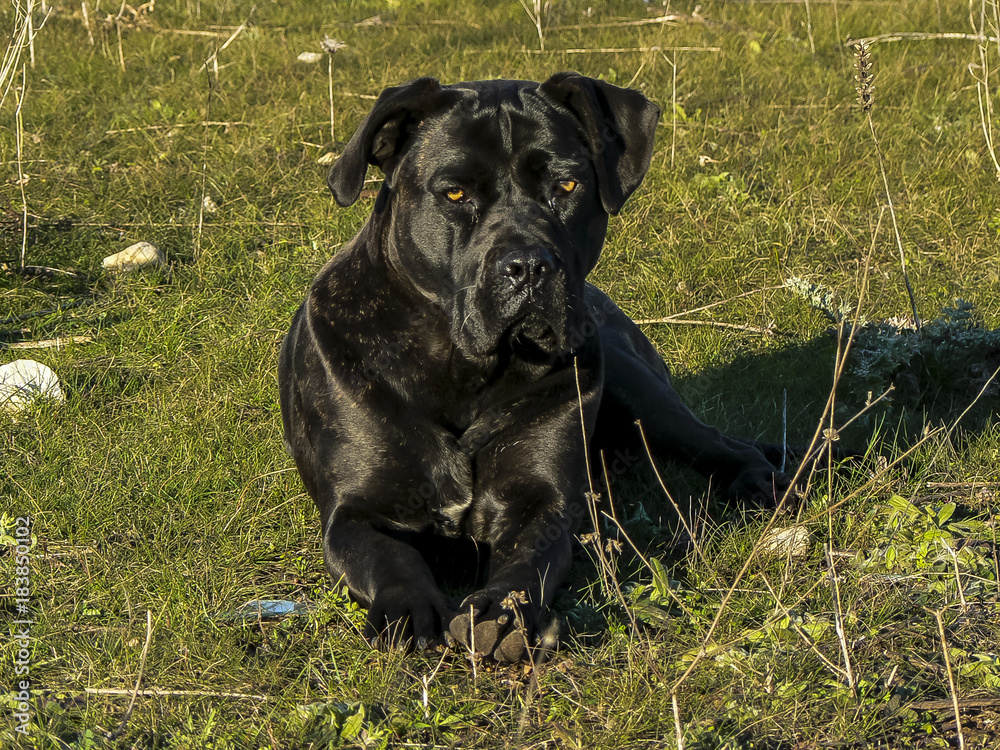 Italian cane corso with grass background Italian cane corso with grass background