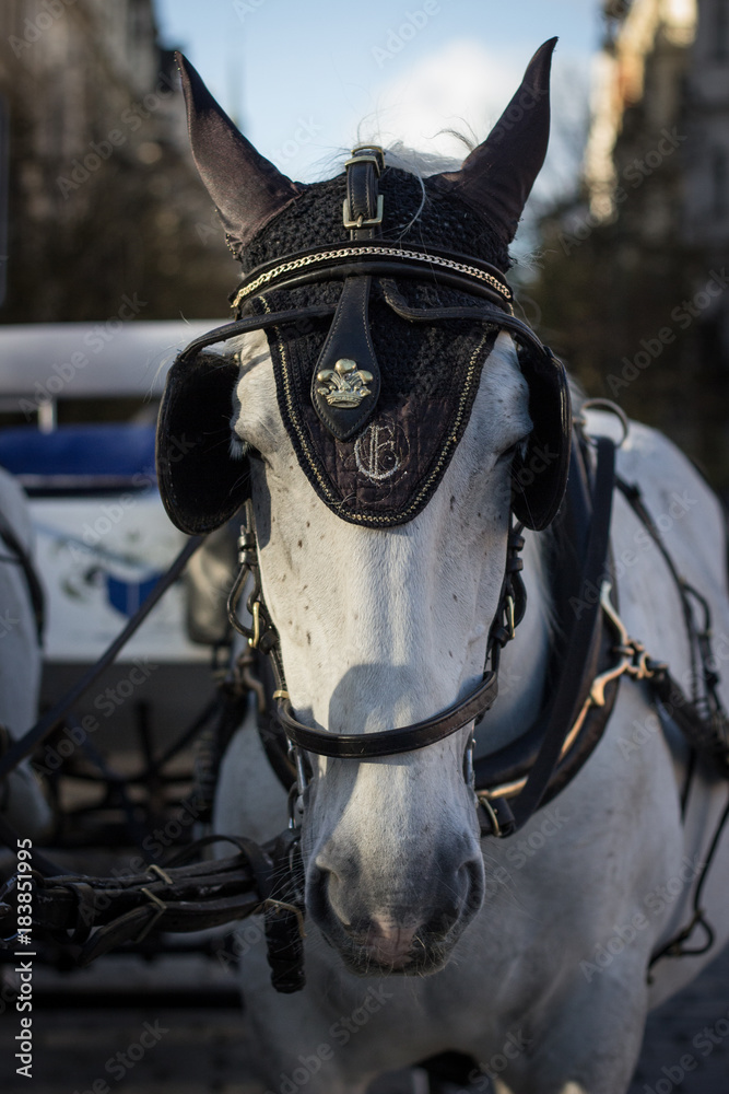 Obraz premium white horese with harness