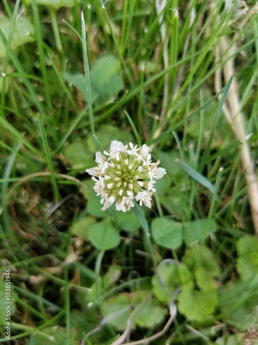 Clover Flower in Grass
