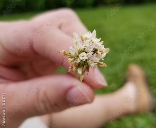 Clover Flower in Hand