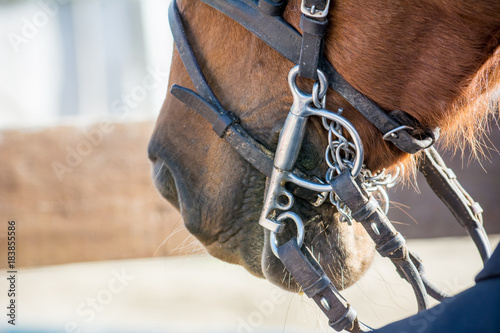Close Up Of Horse Bridles
